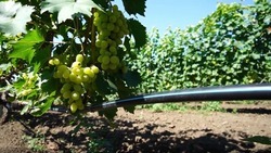 Весной на Ставрополье заложили более 116 га виноградников